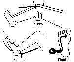 Lower limb reflex diagram